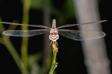 Close up, dragonfly on the bough, detail