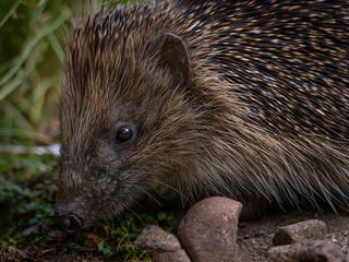 European Hedgehog (Erinaceus europaeus)