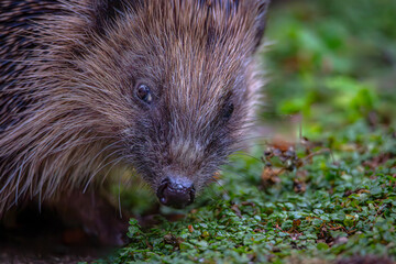 European Hedgehog (Erinaceus europaeus) © Rob Steward