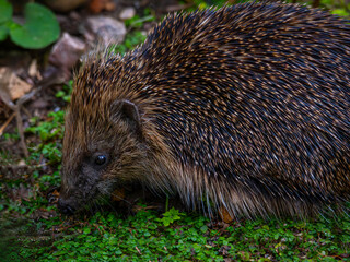 European Hedgehog (Erinaceus europaeus) © Rob Steward