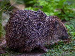 European Hedgehog (Erinaceus europaeus) © Rob Steward