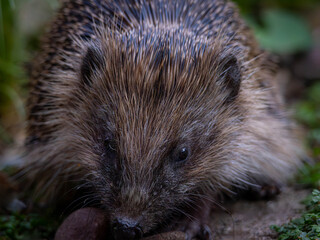 European Hedgehog (Erinaceus europaeus) © Rob Steward