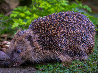European Hedgehog (Erinaceus europaeus)