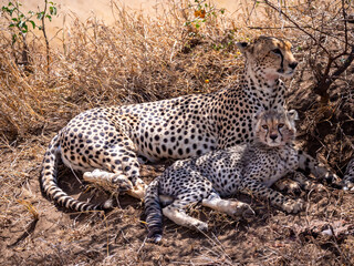 Cheetah (Acinonyx jubatus) with young in the Serengeti.