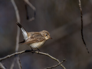 森の中で枝に留まって周りを見渡しているニシオジロビタキの雌