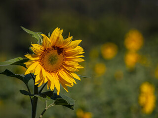 Common Sunflower (Helianthus annuus)