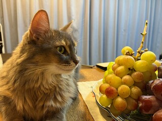 美しい猫とぶどう