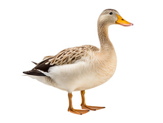 Obraz premium A duck isolated on transparent and white background