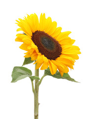 Obraz premium One beautiful sunflower with bright petals isolated on white
