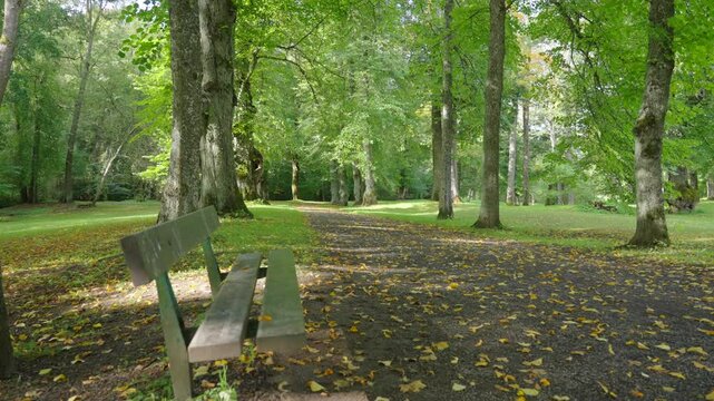 Empty park alley on summer day. Lane of trees lush green park. bench for sitting under tree tops. Sun light and shadows flickering shifting
