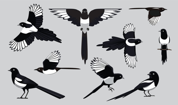 Magpie Black-Billed Bird Flying Various Poses Cartoon Vector Character