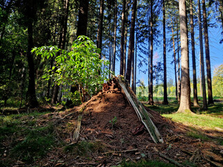 forest ants have their nests in the woods made of twigs, stumps and needles in high hills. hunts insects and cleans the forest. highly organized movements flow through the paths in droves