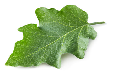 eggplant leaf isolated on white background. clipping path