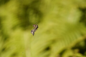 Garden spider, female (Araneus diadematus) is the most common representative of the genus of garden spiders in Central Europe. Berggarten Hannover, Germany.
