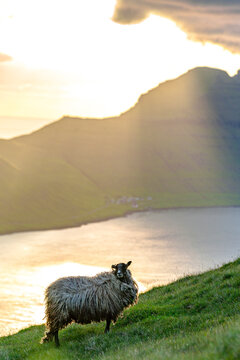 Sheep on cliffs, Bordoy island, Faroe Islands