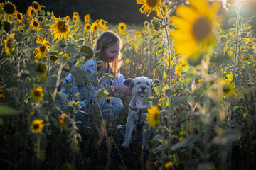 young woman with a dog in a field of sunflowers