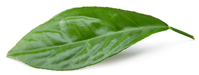 Obraz premium citrus leaf isolated on white background. clipping path