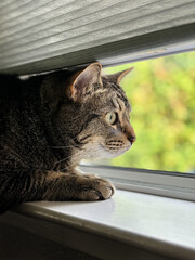 Tabby Cat Looking Out the Window