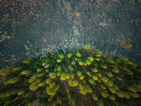 Aerial view of contrasting lava land and forest in Eastern Oregon