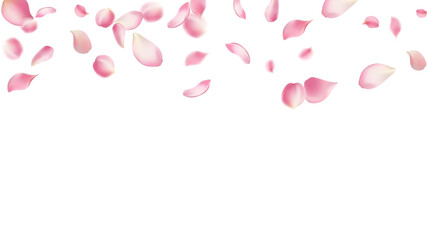 Rose petals or sakura flying petals, romantic background with realistic pink cherry flower petals flow or falling motion. Love, romance, floral spring season,cherry blossom