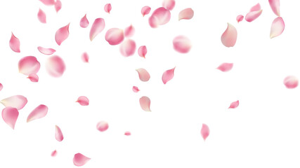 Rose petals or sakura flying petals, romantic background with realistic pink cherry flower petals flow or falling motion. Love, romance, floral spring season,cherry blossom