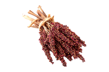 Closeup of bundle of dried sorghum with red grains, isolated on a white background. Concept of agriculture and farming.
