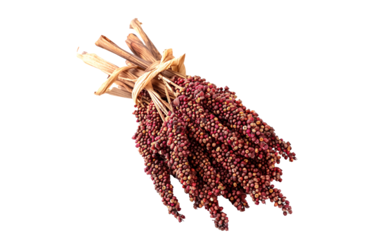 Closeup of bundle of dried sorghum with red grains, isolated on a white background. Concept of agriculture and farming.
