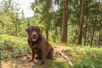 brown Labrador in a forst