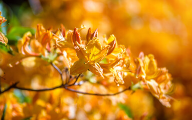 orange rhododendron blooms in the Botanical garden
