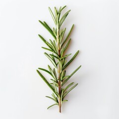 Fototapeta premium A close up photography of a single branch of rosemary on white background