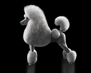 Studio shot of elegant white standard poodle