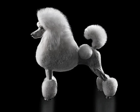 Studio shot of elegant white standard poodle