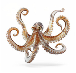 Obraz premium The octopus floats on a white background.