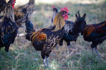a group of colorful roosters, with one standing prominently in the foreground, displaying vibrant...