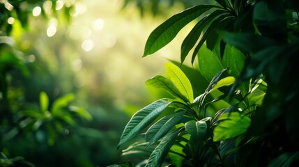 Obraz premium Vibrant Rainforest Canopy, an immersive view of a thriving tropical ecosystem, showcasing diverse foliage and wildlife, emphasizing the importance of conservation efforts.