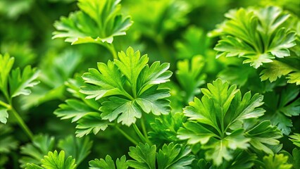 background of green parsley leaves