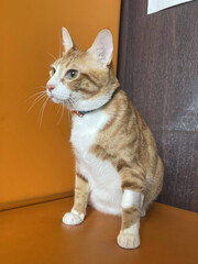 Cat patient for blood testing or transfusion of blood and drugs. Concept of veterinary health care. cat leg with a bandage that is a wound from blood draws.