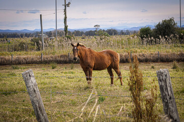 horse in the field