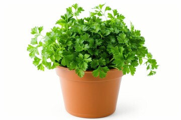 Fototapeta premium Parsley plant isolated with a pot 