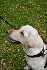 golden retriever dog