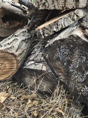 Vintage grunge old aged wood stump, boards, rustic weathered tree branch, wood slice, old peeling paint, wood bark, logs, paper background