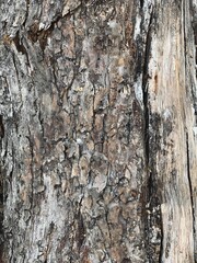 Vintage grunge old aged wood stump, boards, rustic weathered tree branch, wood slice, old peeling paint, wood bark, logs, paper background