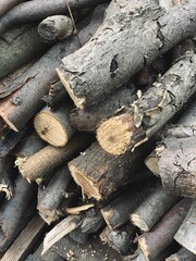 Fototapeta premium Vintage grunge old aged wood stump, boards, rustic weathered tree branch, wood slice, old peeling paint, wood bark, logs, paper background