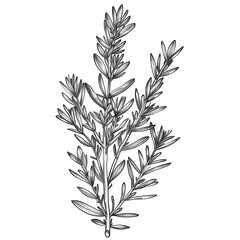 Rosemary hand-drawn outline