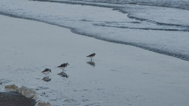 sandpipers standing at beach shore then running away from tide waves footage