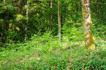 Obraz premium Green landscape around Sauviat sur Vige lake - France
