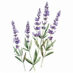 Obraz premium Simple lavander plant in a watercolor style with a white background