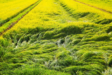 風雨により倒れた稲