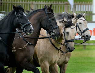 Horses performing in the arena at an agricultural show. UK.
