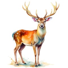 Fototapeta premium Watercolor deer isolated on white background. Hand drawn illustration for your design